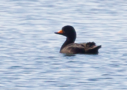 Black Scoter