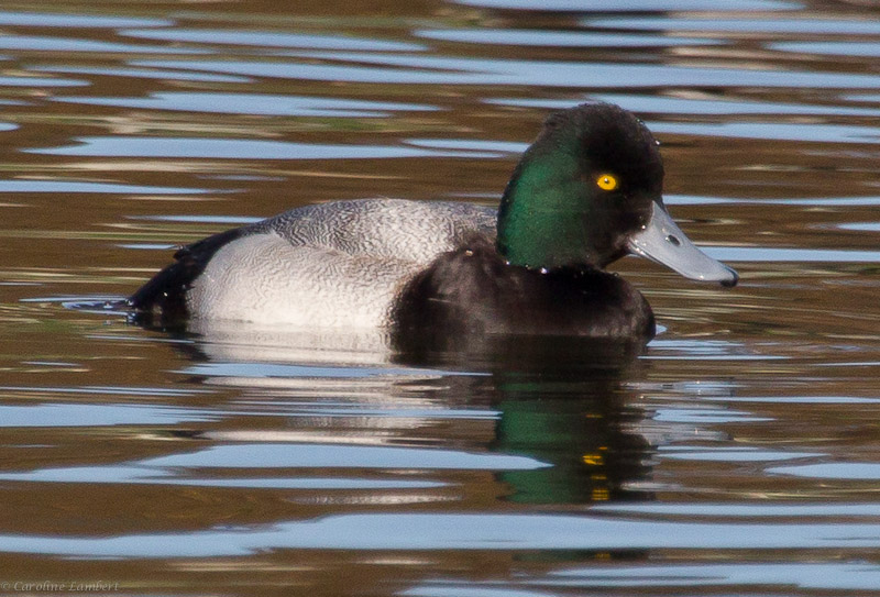 Lesser Scaup