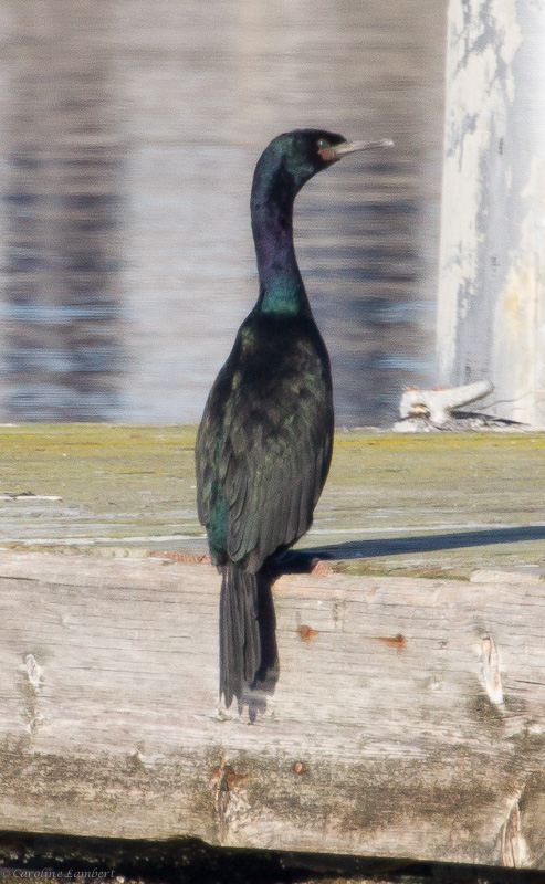 Pelagic Cormorant