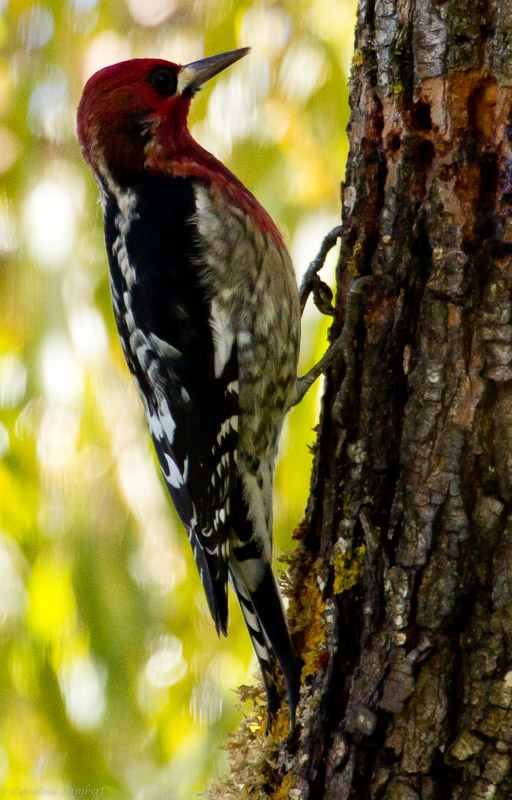 Red-breasted Sapsucker