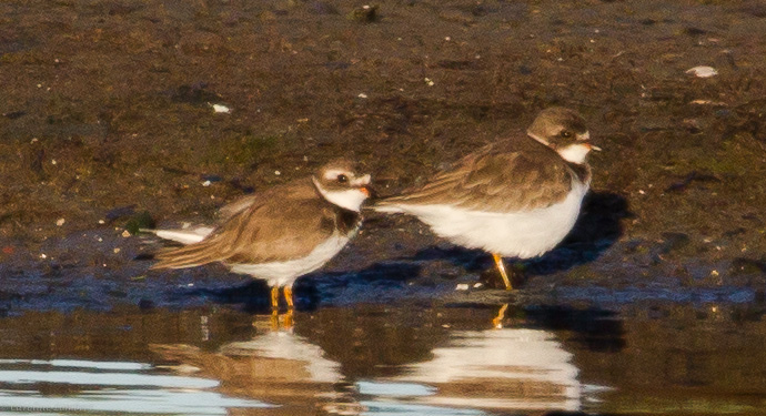 Semipalmated Plovers