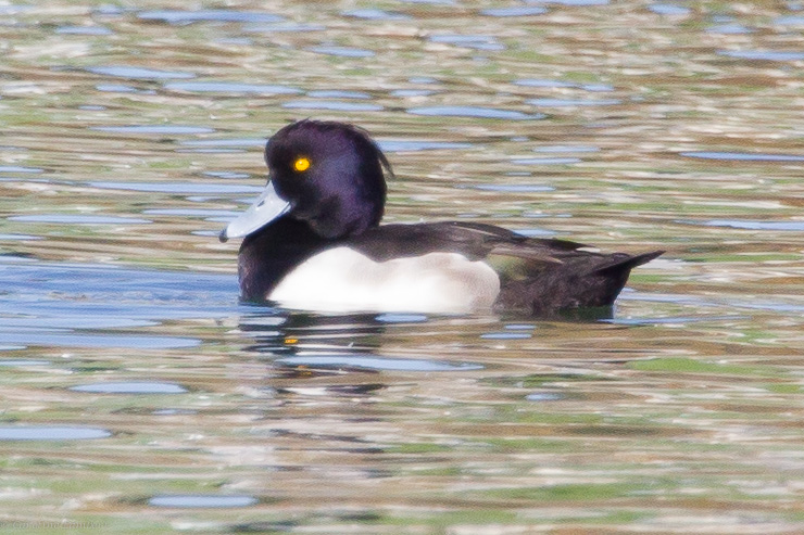 Tufted Duck