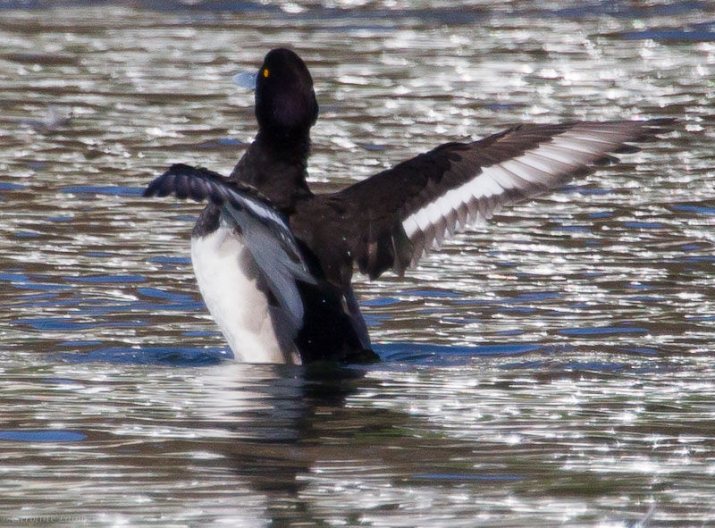 Tufted Duck