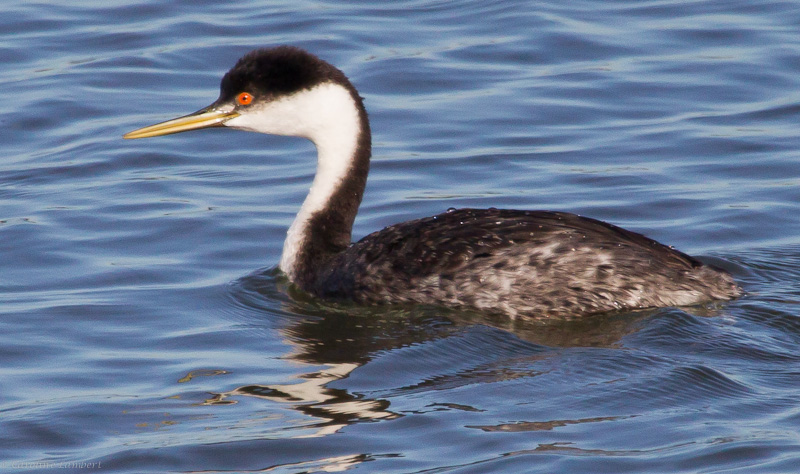 Western Grebe