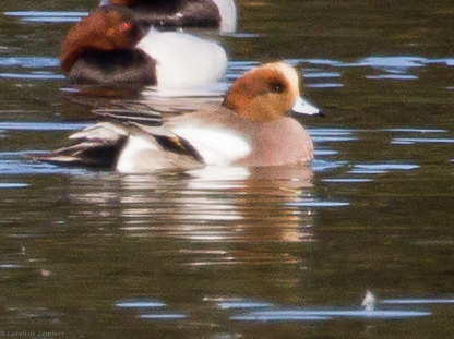 Hybrid EurasianxAmerican Wigeon