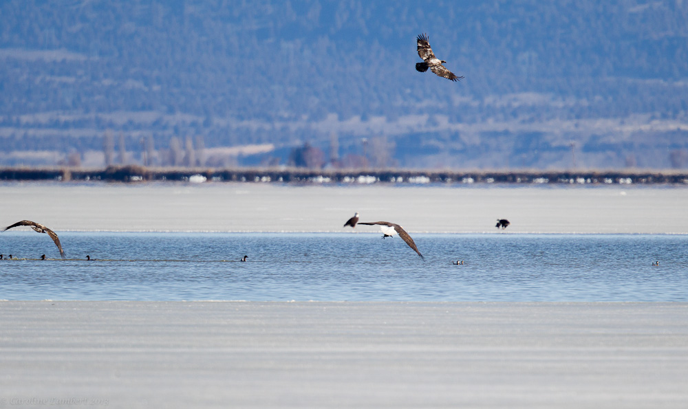Adult Bald Eagle grabs Ruddy Duck. Two young Bald Eagles are watching.