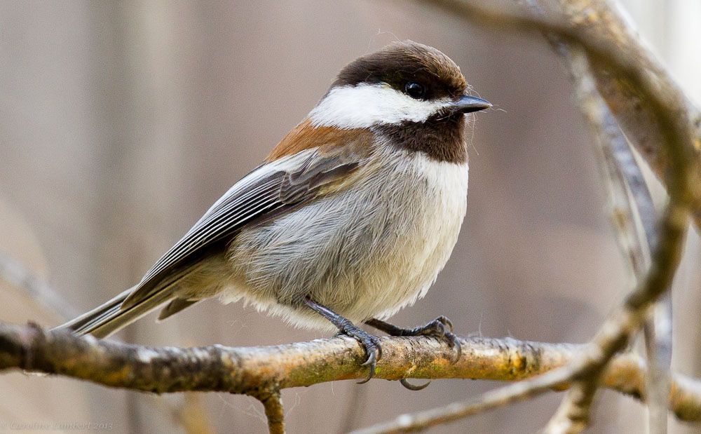 Chestnut-backed Chickadee
