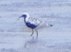 Black-bellied Plover