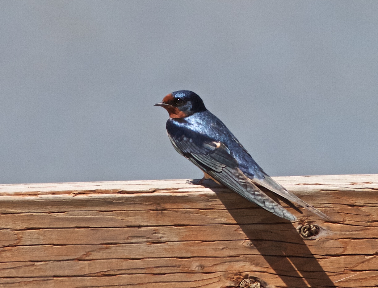 Barn Swallow