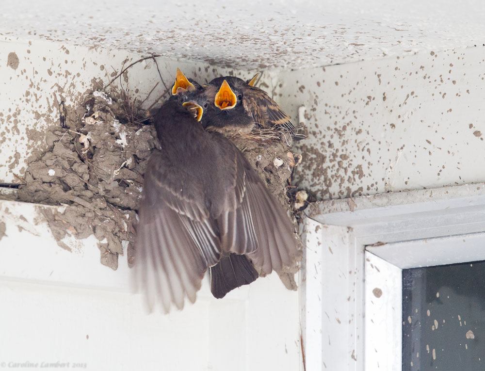 Black Phoebe and chicks