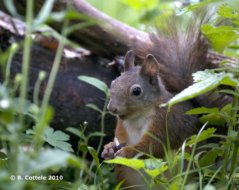 Eekhoorn - Red Squirrel - Sciurus vulgaris