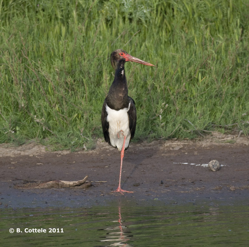 Zwarte Ooievaar - Black Stork - Ciconia nigra