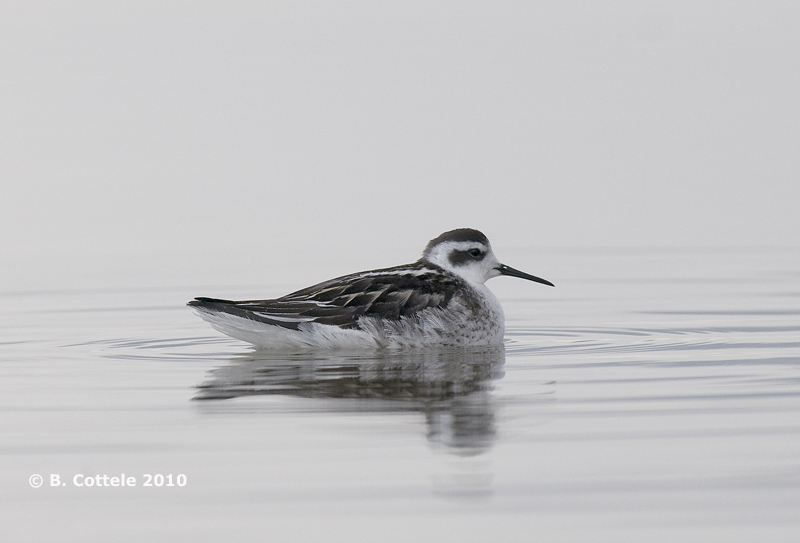 Grauwe Franjepoot - Red-necked Phalarope - Phalaropus lobatus