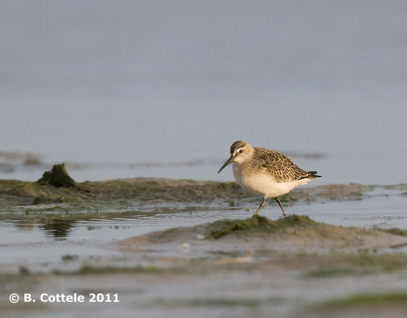 Bonte Strandloper - Dunlin - Calidris alpina