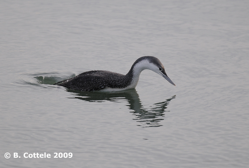 Roodkeelduiker - Red-throated Loon - Gavia stellata