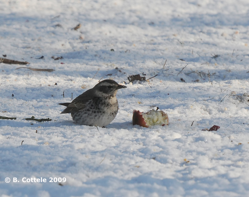 Bruine Lijster - Dusky Thrush - Turdus naumanni eunomus