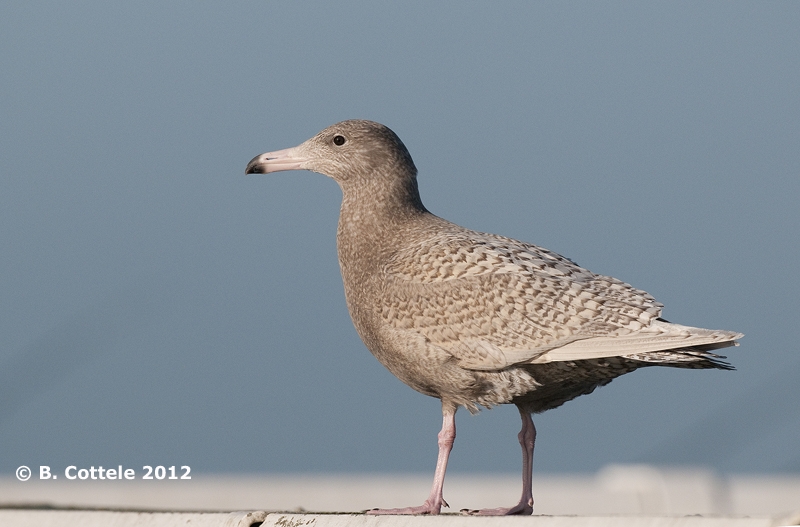 Grote Burgemeester - Glaucous Gull - Larus hyperboreus