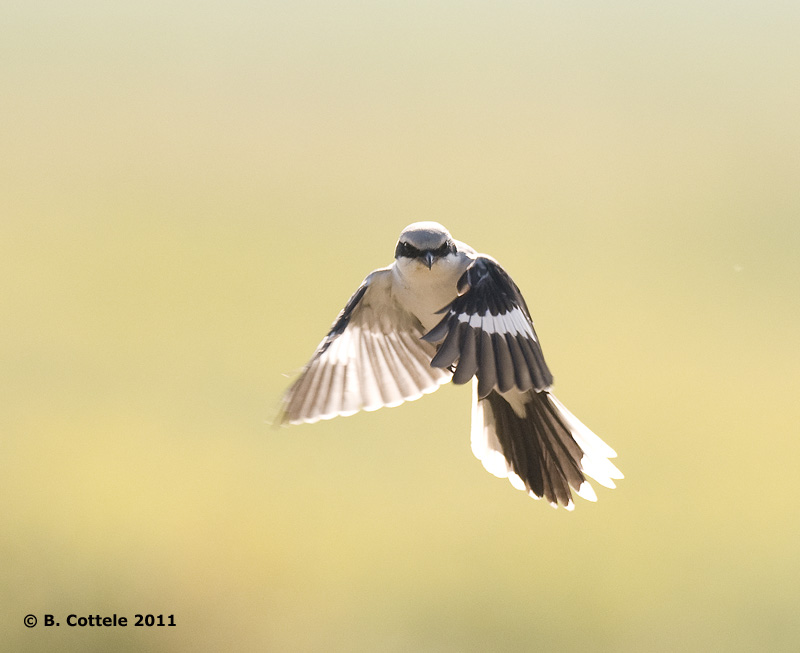 Klapekster - Great Grey Shrike - Lanius excubitor