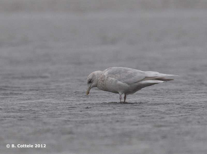 Kumliens Meeuw - Kumliens Gull - Larus glaucoides kumlieni