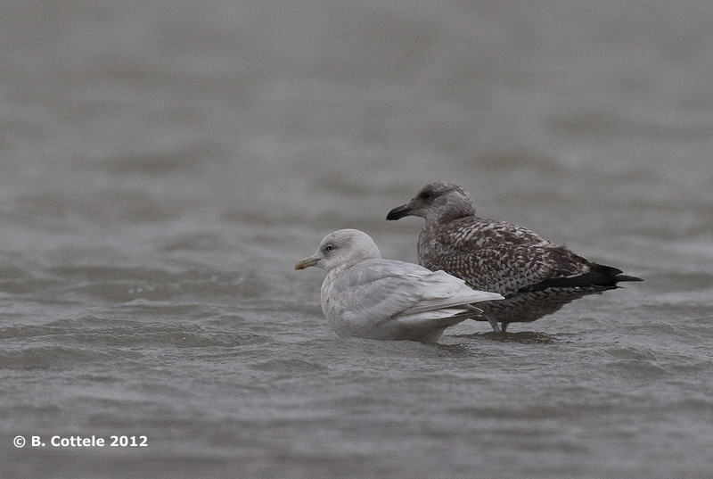 Kumliens Meeuw - Kumliens Gull - Larus glaucoides kumlieni