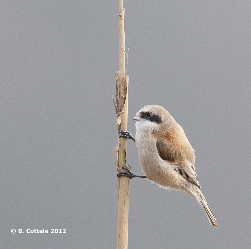 Buidelmees - Eurasian Penduline Tit - Remiz pendulinus