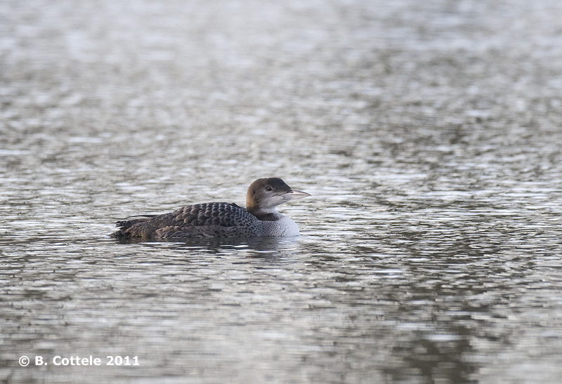 IJsduiker - Great Northern Loon - Gavia immer
