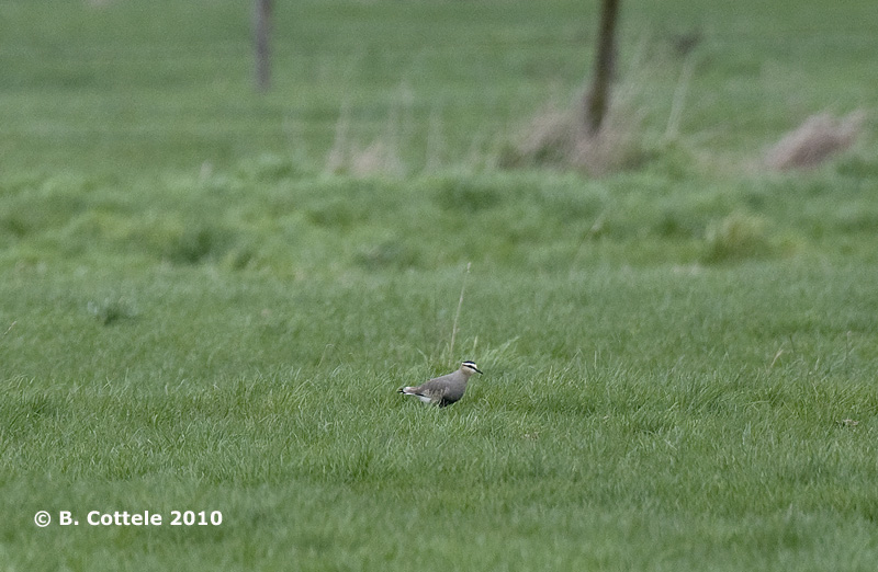 Steppekievit - Sociable Lapwing - Vanellus gregarius