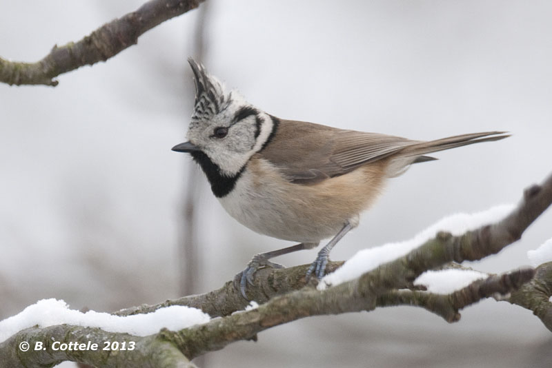 Kuifmees - Crested Tit - Parus cristatus