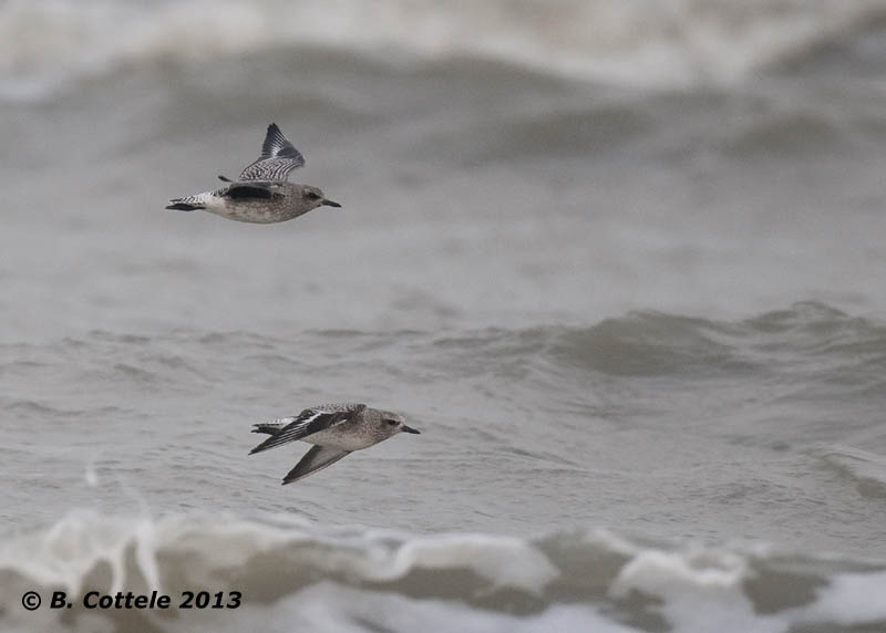 Zilverplevier - Grey Plover - Pluvialis squatarola