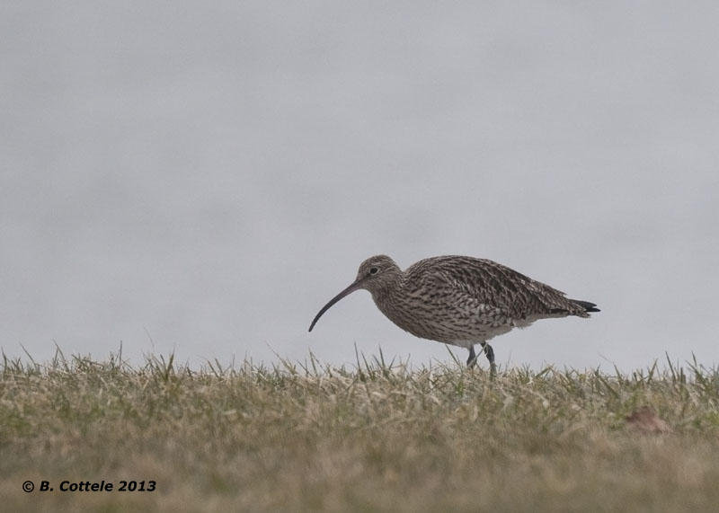 Wulp - Eurasian Curlew - Numenius arquata