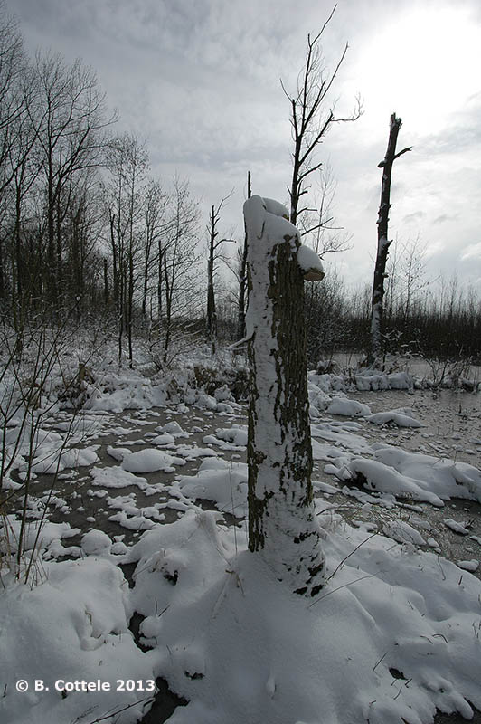 Bourgoyen March 2013