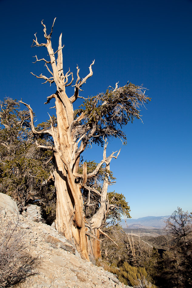 Bristlecone Pines-101