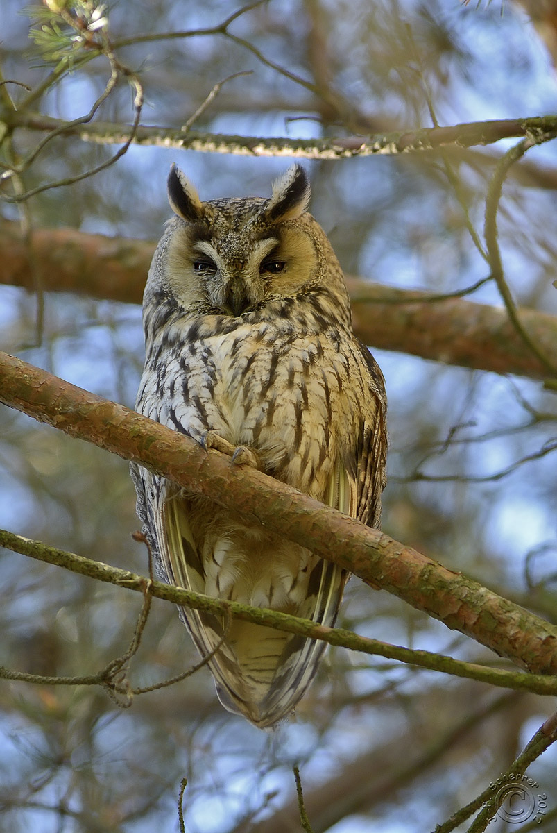 Long-eared Owl #1 (Asio otus)