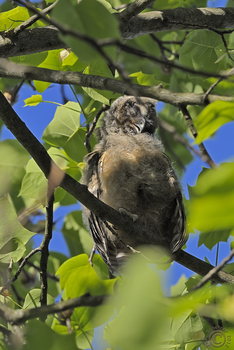 Baby Long-eared Owl #2