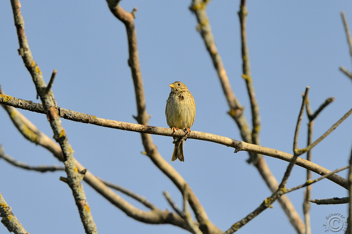 Ortolan Bunting (Emberiza Hortulana)