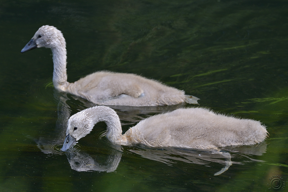 Babies swan