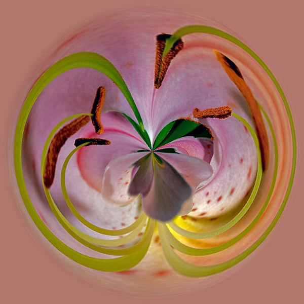 Lily #1
