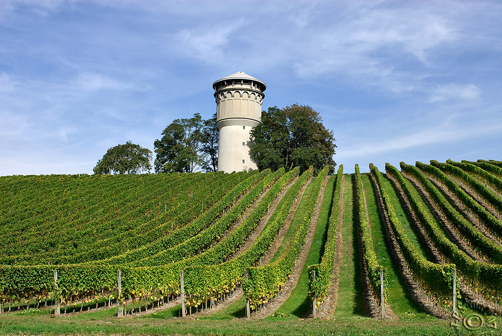 Water-tower in the vineyards