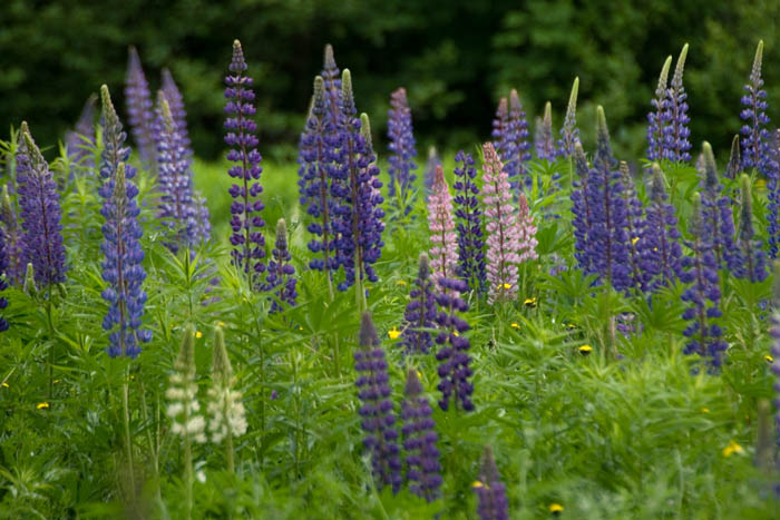 Lupines