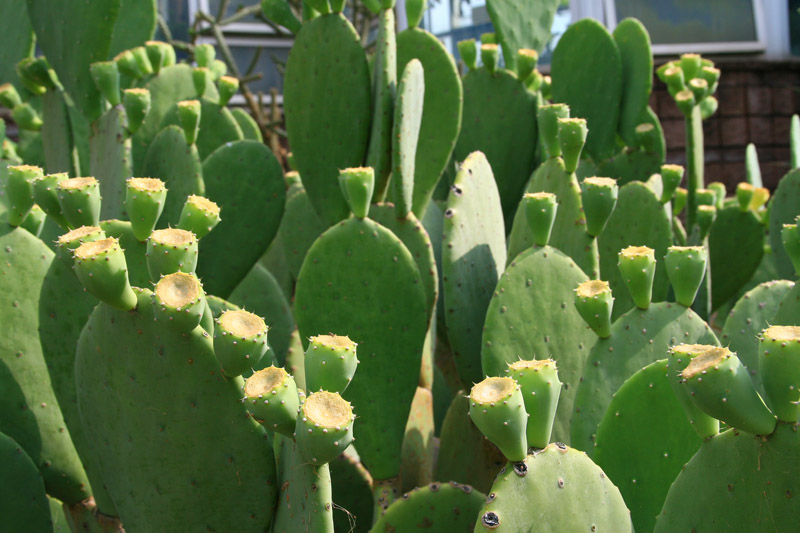 Cactus