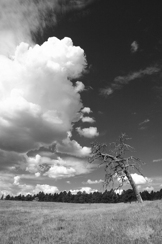 4th Place<br>Untitled 2 by Michael Shealy