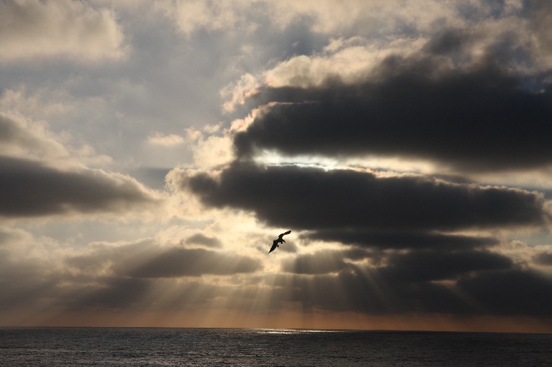 4th place<br>Pterodactyl over La Jolla at Sunset by bronxbombers