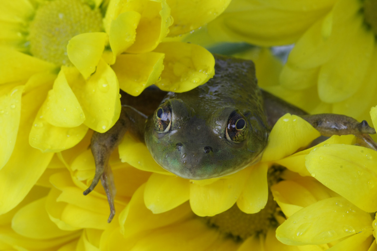 Froggie come a Courtin