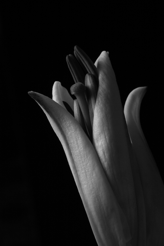 9th place<br>White Lilly by Cat