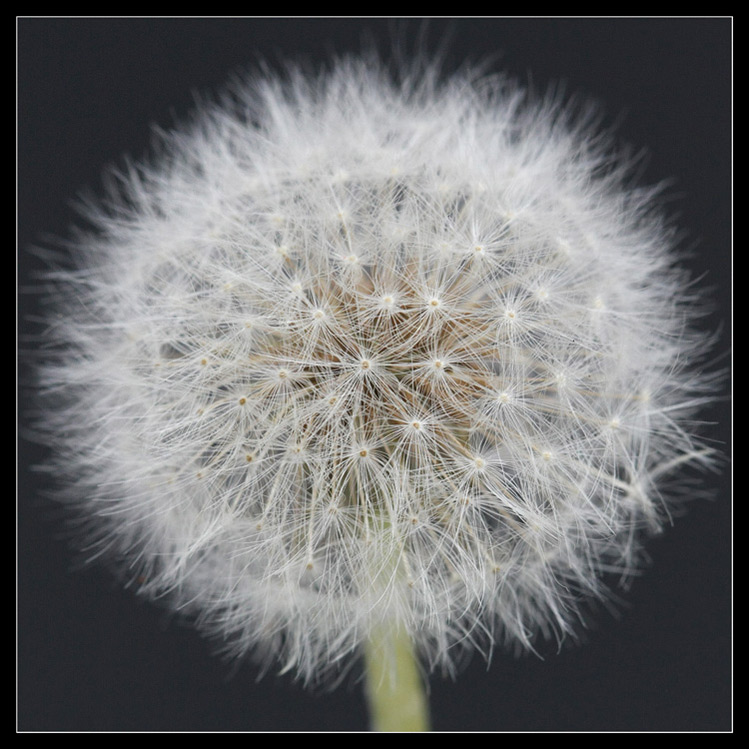 Dandy(lion) Circle