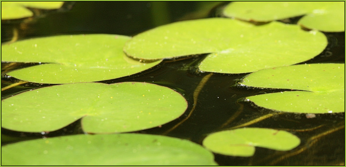 Natures Protractors