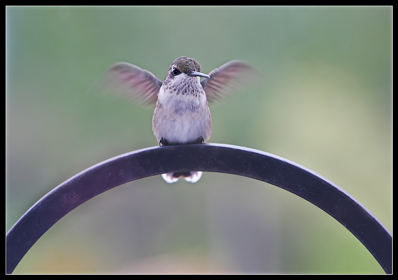 4th Place<br>Arc of the Hummingbird<br>by Lydia too