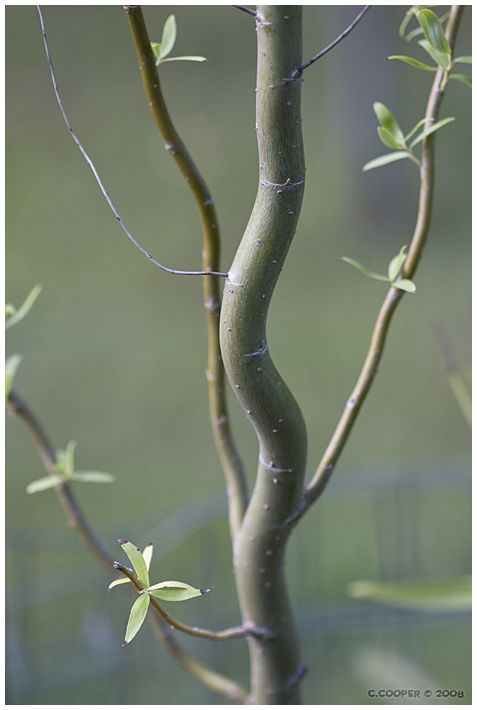 Twisty Willow