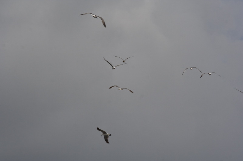 Birds