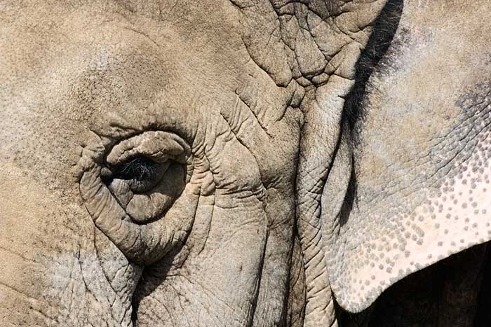 9th Place Elephant Skin by elips